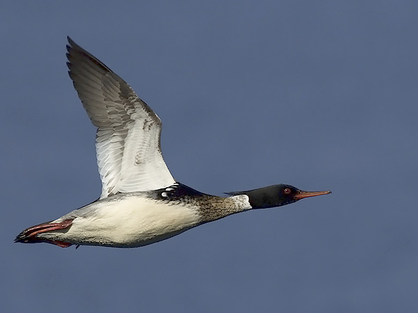Tukkakoskelo, Red-breasted Merganser, Mergus serrator